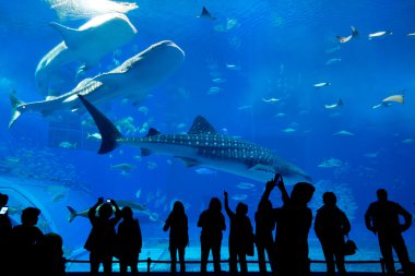 Oceanarium insanlar ve dev balina köpekbalığı