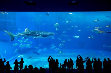 Oceanarium insanlar ve dev balina köpekbalığı
