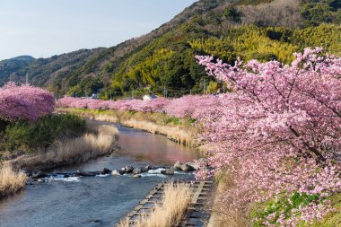 nehir boyunca çiçek açan sakura ağaçlar