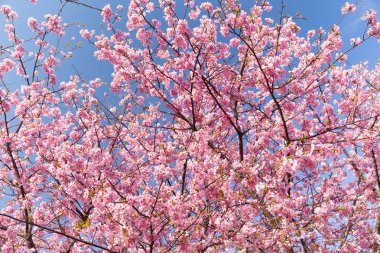 çiçek açan sakura ağacı dalları