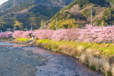 nehir boyunca çiçek açan sakura ağaçlar
