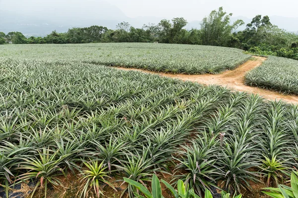 Pine apple farm