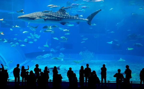 Personnes et requin baleine géante en Océanarium — Photo