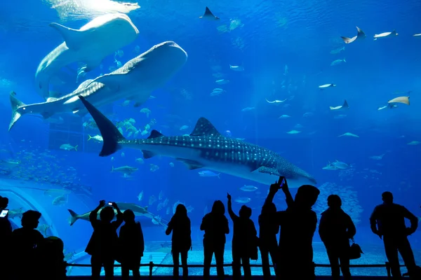 Pessoas e tubarão-baleia gigante no Oceanário — Fotografia de Stock