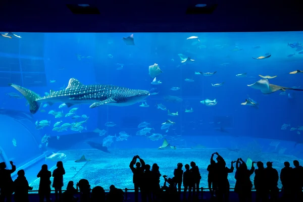 People and giant whale shark in oceanarium — Stock Photo, Image