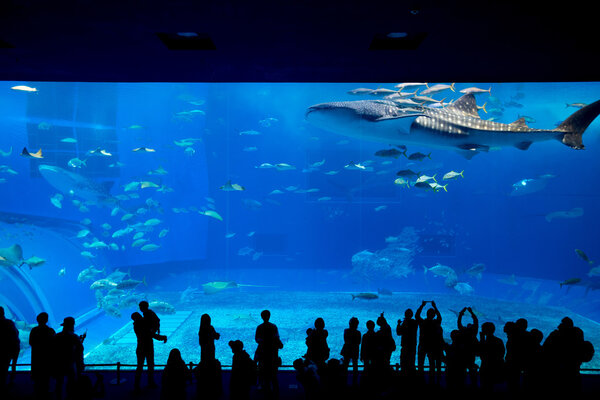 people and giant whale shark in oceanarium