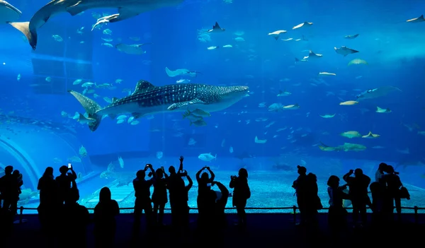 Ludzie i olbrzym Rekin wielorybi w Oceanarium — Zdjęcie stockowe