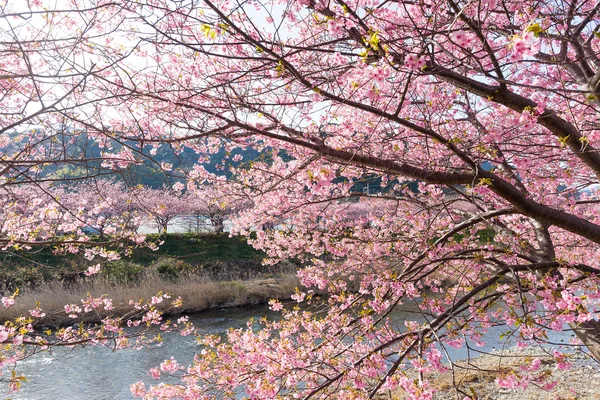 Blomstrende sakuratrær langs elven – stockfoto
