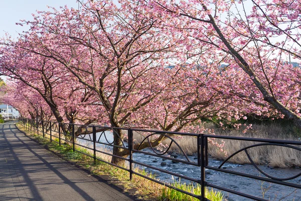 Beautiful blooming sakura trees — Stock Photo, Image