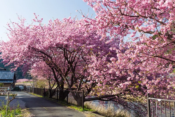 Cerisiers sakura dans le parc — Photo