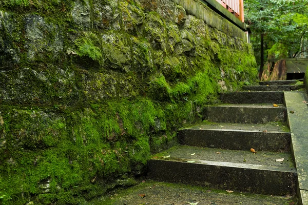 フォレスト内の空の石階段 — ストック写真