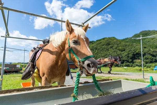 Konia Gospodarstwie Jedzenia Trawy — Zdjęcie stockowe