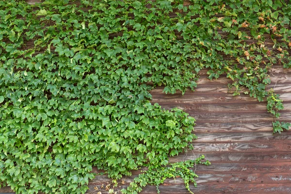 Alte Ziegelmauer mit Efeu bedeckt — Stockfoto