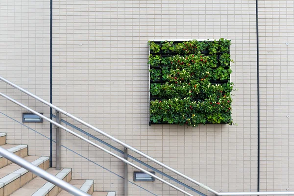 Plantas cuadradas y flores en la pared — Foto de Stock