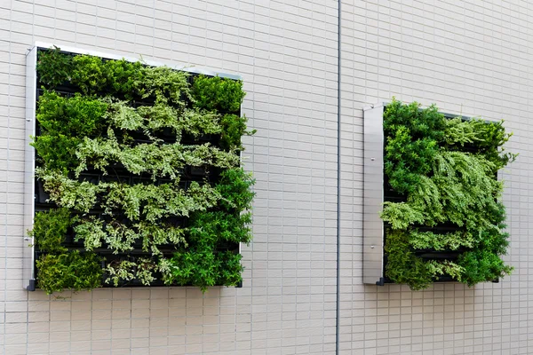 Зелені рослини на стіні для прикраси — стокове фото
