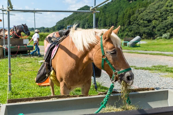 Cavallo in fattoria mangiare erba — Foto Stock