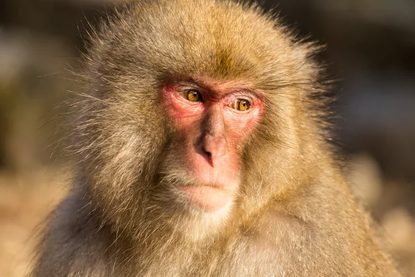 Macaco de neve japonês — Fotografia de Stock