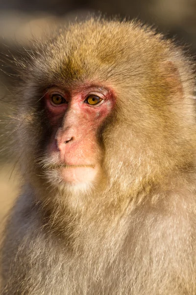 Macaco de neve japonês — Fotografia de Stock