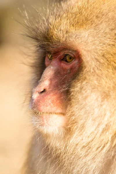 Macaco de neve japonês — Fotografia de Stock