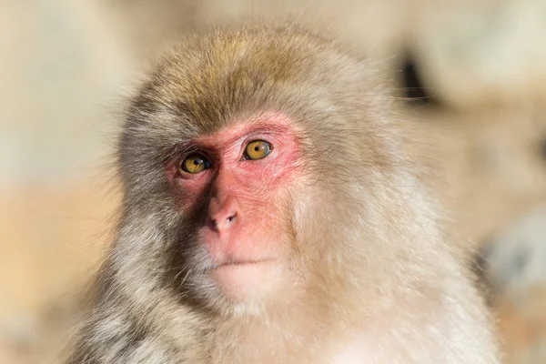 Macaco de neve japonês — Fotografia de Stock