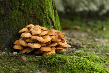 Mushrooms and moss on forest tree clipart