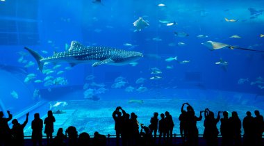 Oceanarium insanlar ve dev balina köpekbalığı
