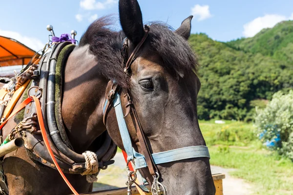 Cavallo in fattoria mangiare erba — Foto Stock