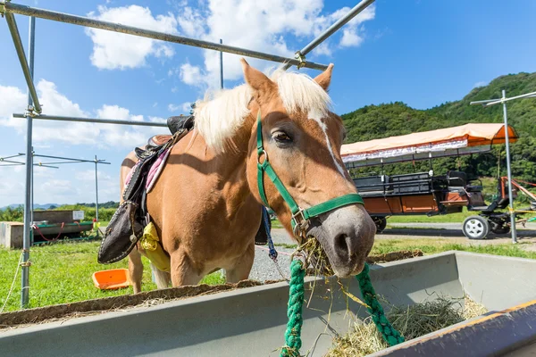 Cheval à la ferme mangeant de l'herbe — Photo