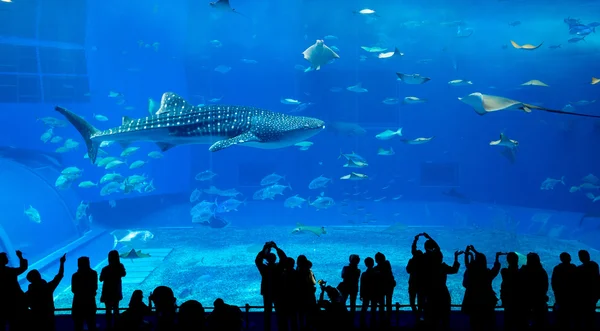 Gente y tiburón ballena gigante en Oceanarium —  Fotos de Stock