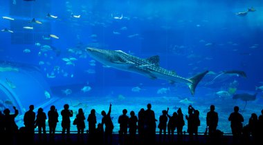 Oceanarium insanlar ve dev balina köpekbalığı