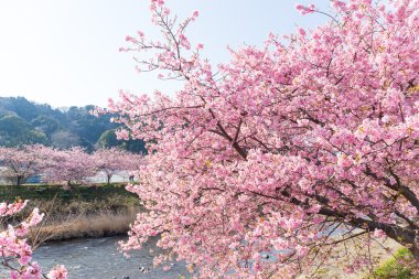 nehir boyunca çiçek açan sakura ağaçlar