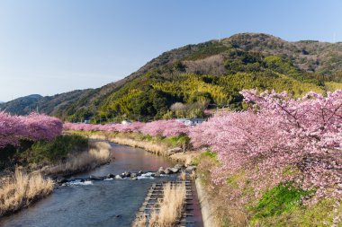 nehir boyunca çiçek açan sakura ağaçlar
