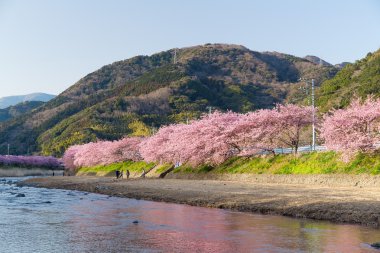 nehir boyunca çiçek açan sakura ağaçlar