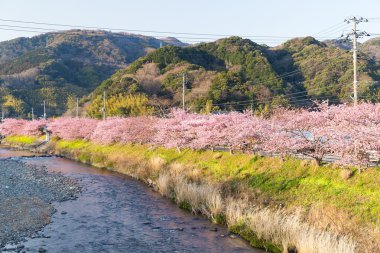 nehir boyunca çiçek açan sakura ağaçlar