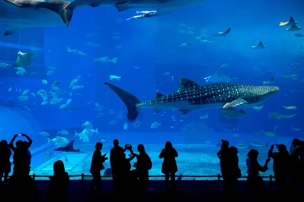 Mensen en reus walvishaai in Oceanarium — Stockfoto