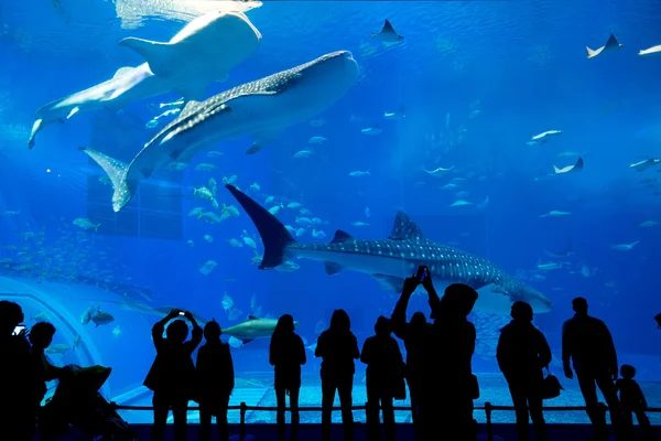 Persone e squalo balena gigante nell'Oceanarium — Foto Stock