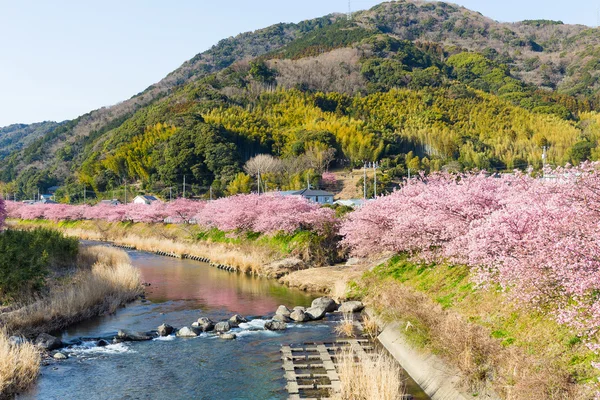 Kvetoucí sakura stromy podél řeky — Stock fotografie