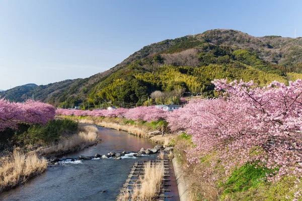 Bloeiende sakura bomen langs de rivier — Stockfoto