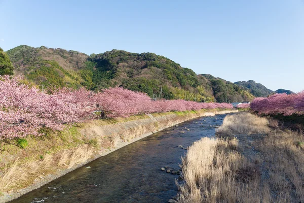 Blooming sakura trees along river — Stock Photo, Image