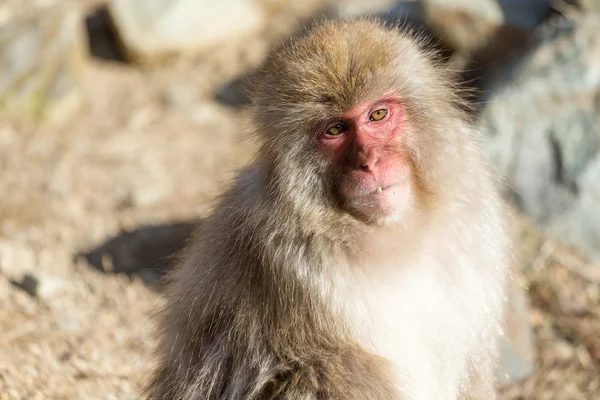 Macaco de neve japonês — Fotografia de Stock