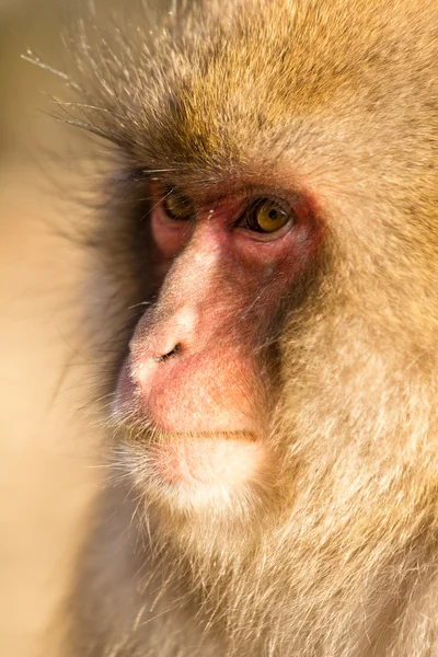 Macaco de neve japonês — Fotografia de Stock