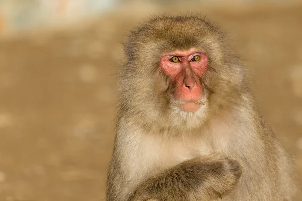 Macaco de neve japonês — Fotografia de Stock