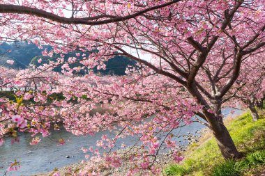 Güzel çiçek açan sakura ağaçlar