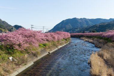 Sakura ağaçlar ve göl