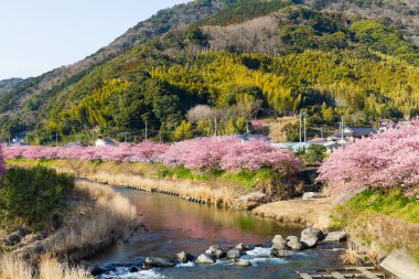 Şehirde Kawazu Sakura ağaçlar 
