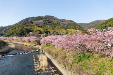 Sakura ağaçlar ve nehir Kawazu City