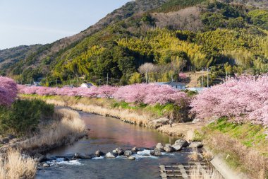 Sakura ağaçlar ve nehir Kawazu City