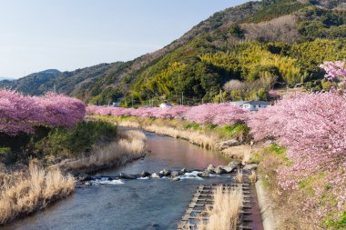 Sakura trees in Kawazu city  clipart