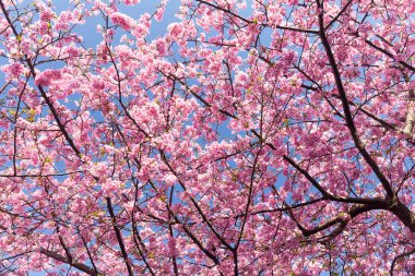 çiçek açan sakura ağacı dalları