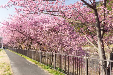 Güzel çiçek açan sakura ağaçlar